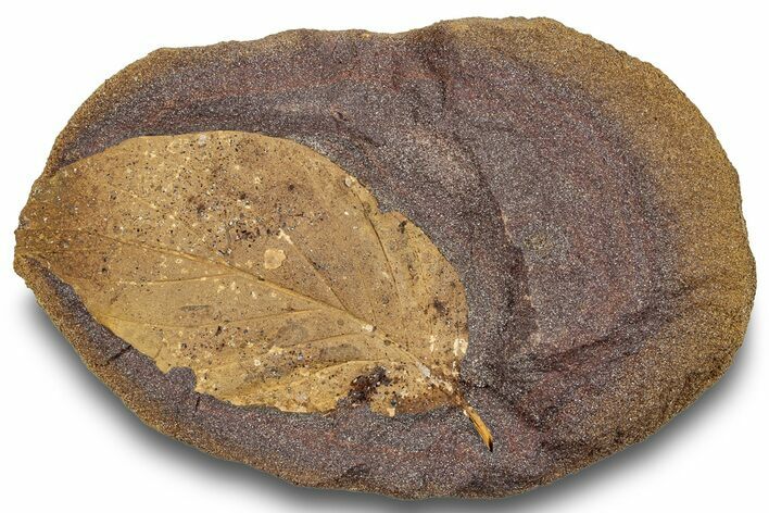 Fossil Leaf Nodule - Hell Creek Formation #253025